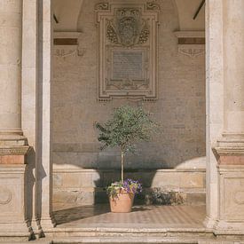 Olive tree in a pot under vault of the cathedral of Spoleto | Umbria | Italy. by Marika Huisman fotografie