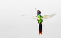 De luchtige kolibrie van Catalina Morales Gonzalez thumbnail