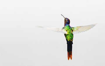 De luchtige kolibrie van Catalina Morales Gonzalez