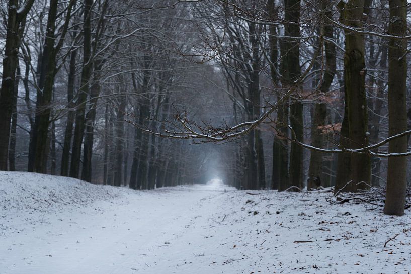 Bospad in de sneeuw by Cilia Brandts