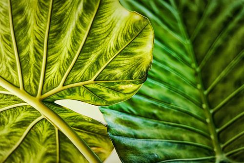 Two tropical leaves