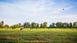 Des vaches dans le champ où une montgolfière vole au-dessus