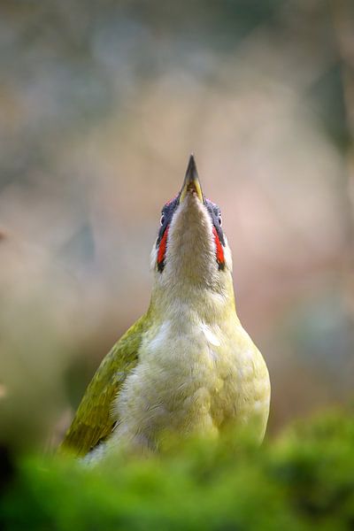 Grünspecht von Andy van der Steen - Fotografie