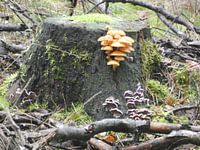 Familie Paddestoel