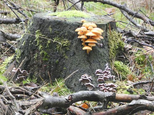 Familie Paddestoel by Ronald Wakker