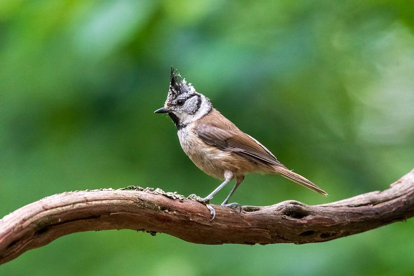 Crested tit by Merijn Loch