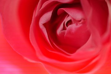 Roze roos 'close up' van Carola van Rooy