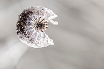 Künstliche Mohnblumenzwiebel von Roosmarijn Bruijns