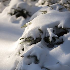 Arbre dans la forêt, couvert de neige, photo d'hiver sur Karijn | Fine art Natuur en Reis Fotografie