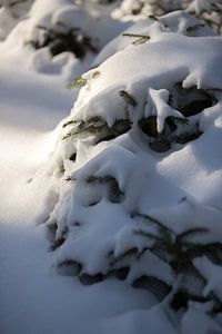 boom in het bos, bedekt met sneeuw, winterfoto
