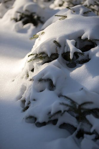 Arbre dans la forêt, couvert de neige, photo d'hiver