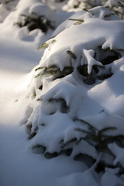 tree in the forest, covered with snow, winter photo by Karijn | Fine art Natuur en Reis Fotografie