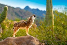 Howling prairie wolf in Mexico by JW Does