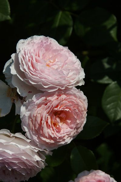 Roos Rose by Jenny