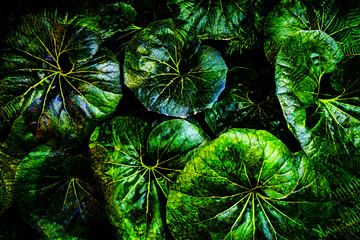 Plante léopard verte sur Dieter Walther