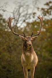 Damhert (Dama dama) van Wouter Van der Zwan
