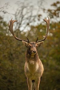 Damhirsch (Dama dama)
