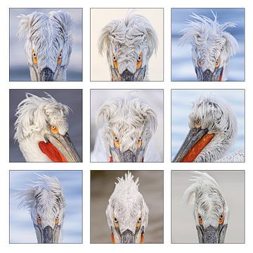 Mosaic of pelican heads.  Ideal for hairdressing. by Kris Hermans