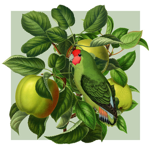 There's a Bird in our Apple Tree