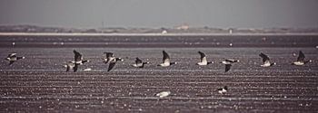 In flight over the Wadden Sea