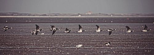 In flight over the Wadden Sea