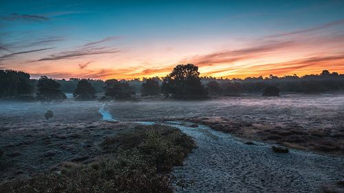 Vroege ochtendmist in de Westruper Heide