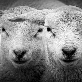Moutons sur l'île de Texel sur Marcel Pietersen