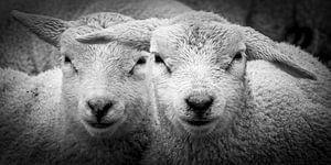 Sheep on the island of Texel