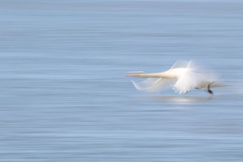 Ready for take off: Zwaan  van Anne Ponsen