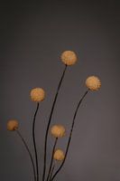 Craspedia bloem. Fine art fotografie. Vintage. Moody. Wanddecoratie