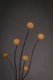 Craspedia flower. Fine art photography. Vintage. Moody. Wall decoration by Quinten van Ooijen
