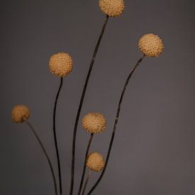 Craspedia Blume. Kunstfotografie. Jahrgang. Moody. Wanddekoration von Quinten van Ooijen