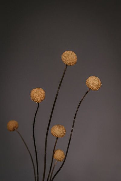 Fleur de Craspedia. Photographie d'art. Vintage. Moody. Décoration murale par Quinten van Ooijen