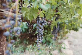 Wenn Sie in Italien sind von Leathitia Zegwaard