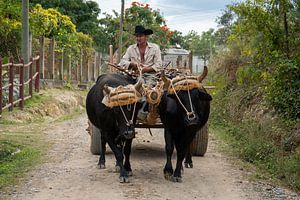 A famer with cattle drawn cart in the Vinales Valley