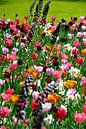 Springtime at Keukenhof by Rob Donders Beeldende kunst thumbnail