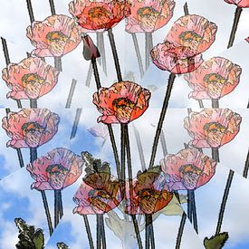 Wahnvorstellung Mohn von Jose Lok