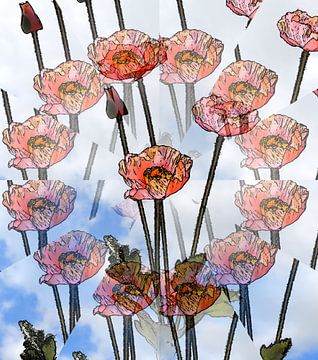 Coquelicot de l'illusion