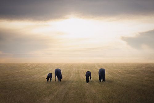 Uitgestrekt landschap met friese paarden | paardenfotografie | fotobehang