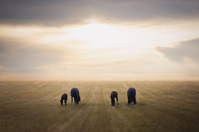 Vast landscape with Friesian horses | horse photography | photo wallpaper by Laura Dijkslag