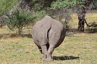 Rhino bum