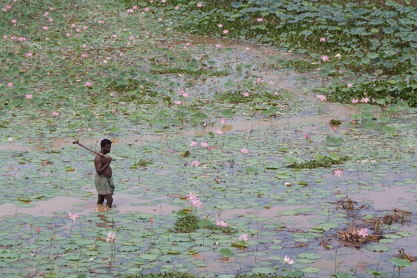 Man wadend door vijver met bloeiende lotussen in India van Danielle Roeleveld