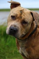 Am I not nice? American Pit Bull Terrier walking on the North Sea
