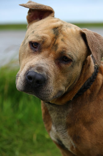 Bin ich nicht lieb? American Pit Bull Terrier beim Spaziergang an der Nordsee