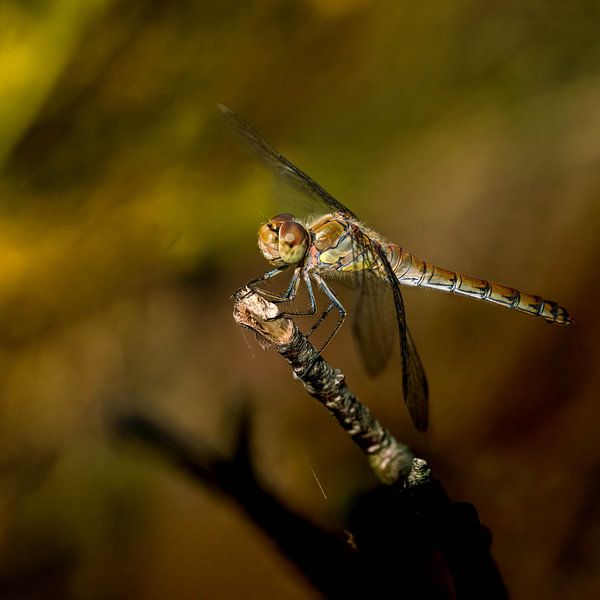 Dragonfly on the moors. by Alie Ekkelenkamp