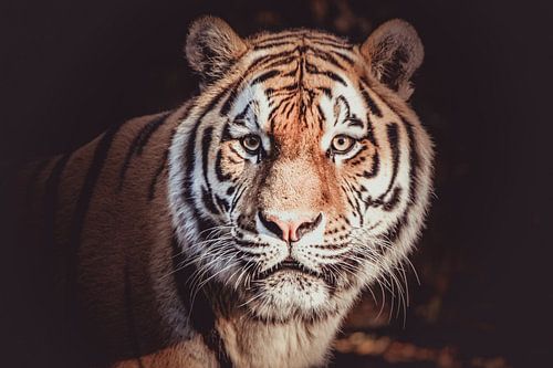 Imposing head of the Amur tiger.