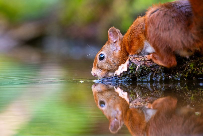 Squirrel by the Water by Alexander Tromp