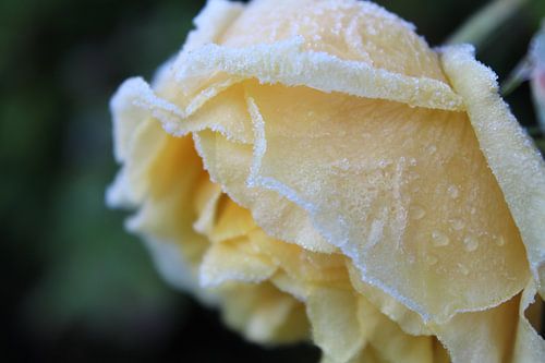 A Yellow Rose