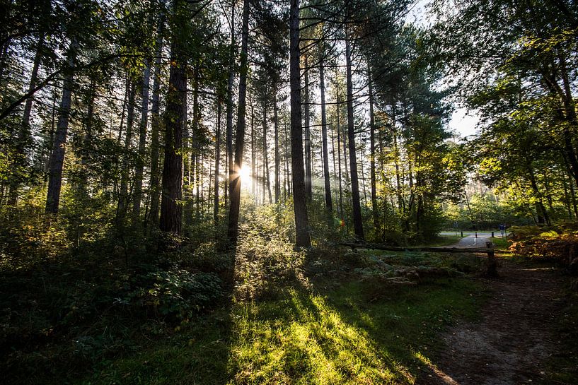 forests by Bart Liesenborgs