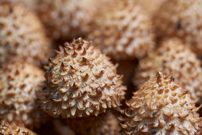 Champignons épineux par Cor de Hamer